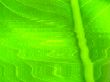 leaf macro lines