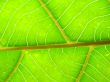 leaf macro lines