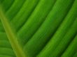 banana palm leaf green dark