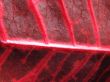 red leaf macro