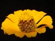flower yellow