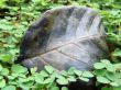 leaf green plants
