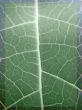 leaf macro lines