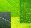 leaf collage green