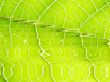 leaf macro lines