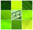 collage leaf geen