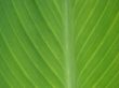 green leaf macro lines