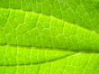 leaf macro lines
