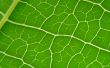 leaf macro lines
