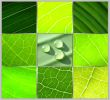 collage green leafs water drops on grey