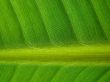 banana palm leaf green dark