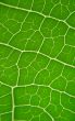 leaf macro lines