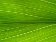 green leaf macro lines