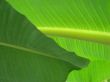 leaf macro lines