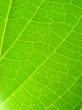 leaf macro lines