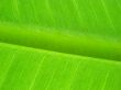 banana leaf green