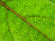 leaf macro lines
