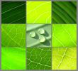 collage green leafs water drops grey