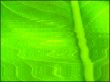 leaf macro lines