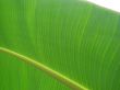 banana leaf green