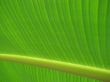 banana palm leaf green