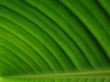 banana palm leaf green dark