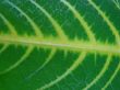 leaf macro lines