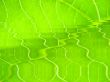 leaf macro lines