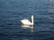 swan with baby