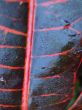 red leaf macro