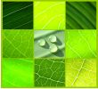 collage green leafs water drops green background