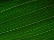 green leaf macro lines