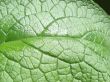 leaf macro lines