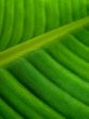 banana palm leaf green dark
