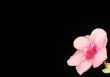 black;leaf;bluff;crypt;funnel;night;plant;red;rose