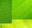 leaf collage green