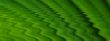 leaf macro lines