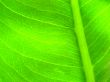green leaf macro vains bright