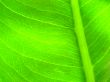 leaf macro lines