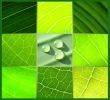 collage green leafs water drops green background