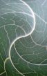 green wave lines