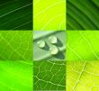 collage green leafs water drops full