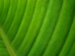 banana palm leaf green dark