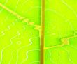 green wave lines