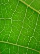 leaf green vains