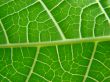 leaf macro lines