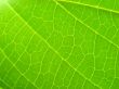 leaf macro lines