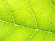 leaf macro lines