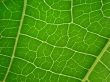 leaf macro lines