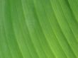 leaf macro lines